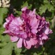 Hibiscus syriacus French Cabaret Red
