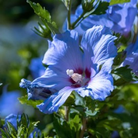 Hibiscus syriacus Sup Blue