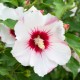 Hibiscus syriacus Pink Spot