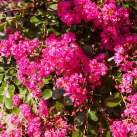 Lagerstroemia indica 'Rubra Magnifica' - Lilas des indes