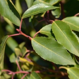 Prunus lusitanica 'Brenelia' - Laurier du Portugal