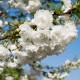 Prunus avium 'Plena' - Merisier blanc