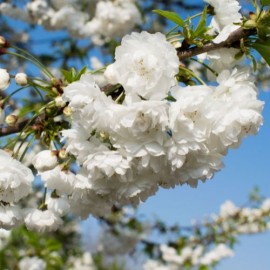 Prunus serr. royal burgundy - Cerisier du Japon