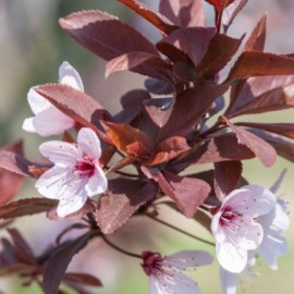 Prunus serr. royal burgundy - Cerisier du Japon