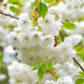 Prunus serrula - Cerisier du Tibet