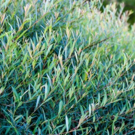 Salix purpurea 'Nana' (Saule pourpre ou Osier Rouge)