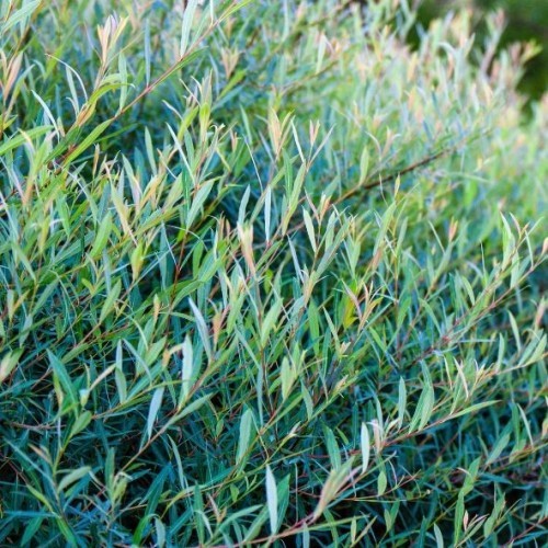 Salix purpurea - Saule pourpre ou osier rouge