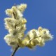 Salix helvetica - Saule Suisse
