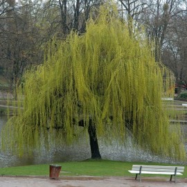 Salix 'Babylonica - Saule pleureur