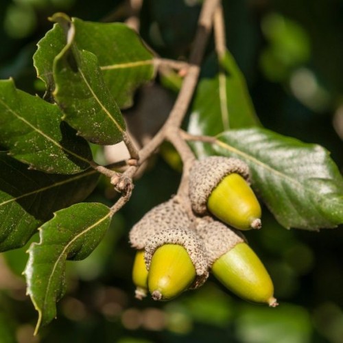 Quercus Ilex - Chêne vert faux houx