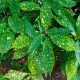 Aucuba jap. crotonifolia