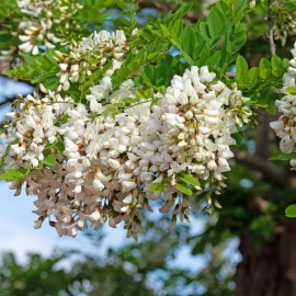 Robinia pseudoacacia 'Umbraculifera' ( Robinier faux acacia )