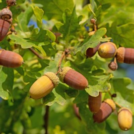 Quercus robur ( Chêne pédonculé )