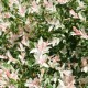 Salix Hakuro nishiki - Saule crevette