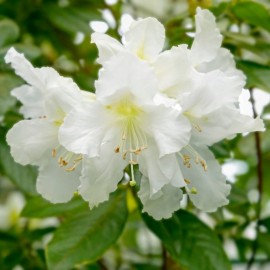 Rhododendron cunningham’s white