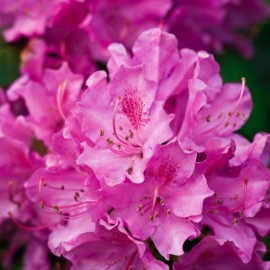 Rhododendron Roselmack élégants