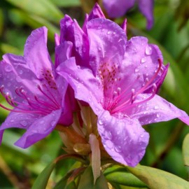 Rhododendron Catawbiense