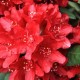 Rhododendron Red Jack