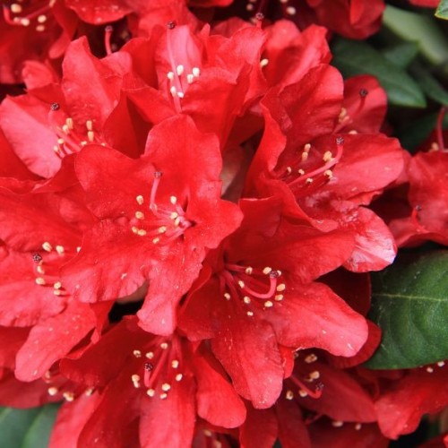 Rhododendron Red Jack