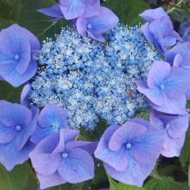 Hydrangea serrata 'Blue Bird' - Hortensia