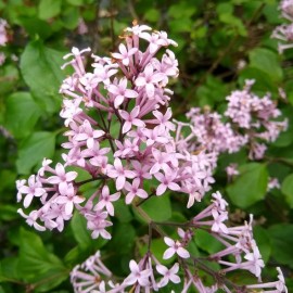 Syringa microphylla 'Red Pixie' - Lilas à petites feuilles