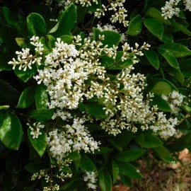 Ligustrum japonicum - Troène