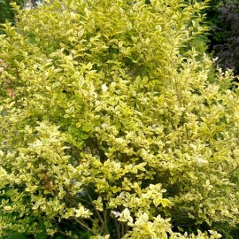 Ligustrum texanum variegatum - Troène panaché