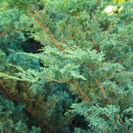 Juniperus Pfitz. Glauca