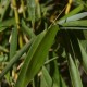 Fargesia 'Rufa' campbell (bambou)