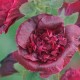 Alcea rosea double Scarlet - Rose trémière