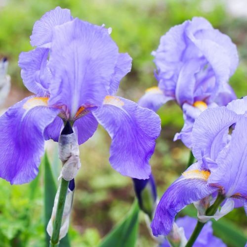 Iris palida variegata