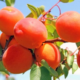 Prunus armeniaca 'Rouge du Roussillon ’ Abricotier
