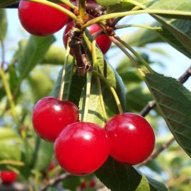 Prunus cerasus ‘Montmorency’ - Griottier