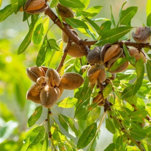 Prunus dulcis (amandier)