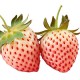 Fraisier Pineapple (fraise ananas)