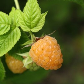 Rubus idaeus 'Alpengold' - Framboisier