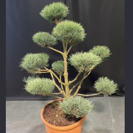 Pinus sylvestris watereri bonsai