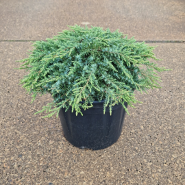 Juniperus communis 'Green Carpet' (genévrier)