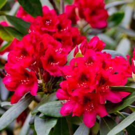 Rhododendron Inkarho Karl naue