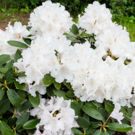 Rhododendron Inkarho Cunningham. White