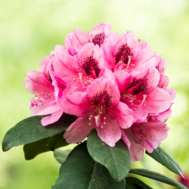 Rhododendron Inkarho Pfauneauge
