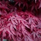 Acer palmatum 'Skeeter's Broom' (Erable du Japon)