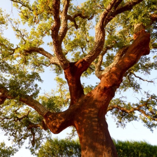 Quercus suber - Chêne liège