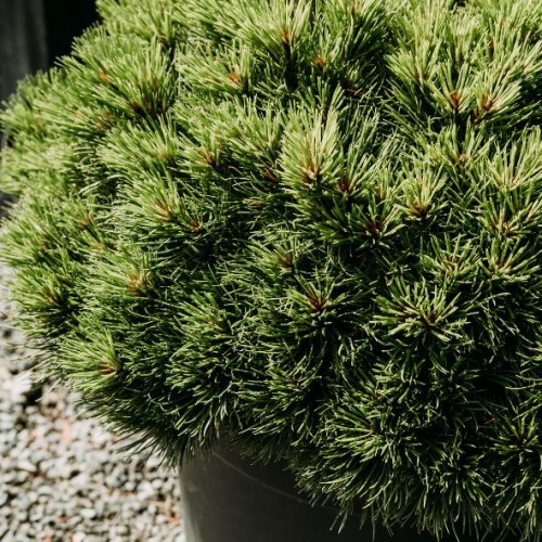 Pinus sylvestris 'Watereri' (pin sylvestre)