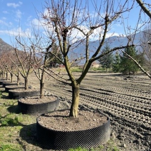 Prunus armeniaca - Abricotier du Valais