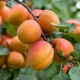 Prunus armeniaca 'Orangered' - Abricotier