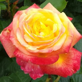 Rosa 'Oriental Peace' - Rosier