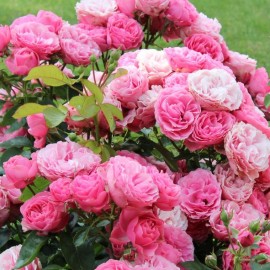 Rosa 'Pink Swany' - Rosier