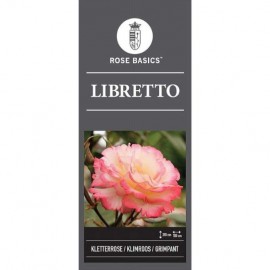 Rosa 'Libretto' - Rosier grimpant