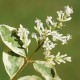 Ligustrum variegatum - Troène